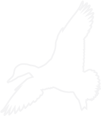 arkansas duck hunting